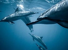 开云平台——引领企业数字化转型的创新之路